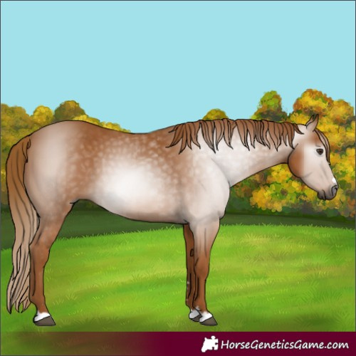 Horse Color:Gray Chestnut