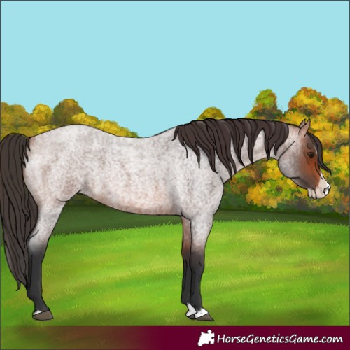 Horse Color:Bay Roan Splash 