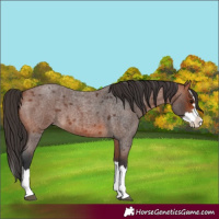 Horse Color:Bay Roan Splash