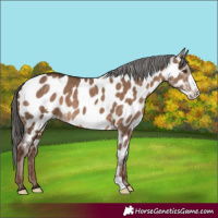 Horse Color:Liver Red Dun Frame Appaloosa 