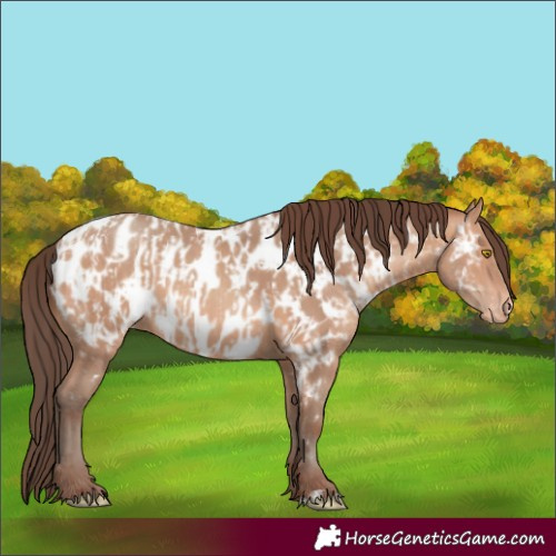 Horse Color:Amber Champagne Appaloosa  and Amber Champagne Appaloosa 