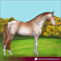 Horse Color:Gray Gold Champagne Tobiano