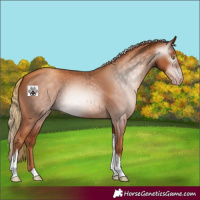 Horse Color:Gray Gold Champagne Tobiano 