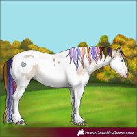 Horse Color:Gray Painted Amber Champagne Splash Tobiano Rabicano 