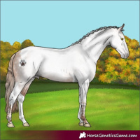 Horse Color:Gray Gold Champagne Tobiano Rabicano 