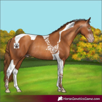 Horse Color:Gray Gold Champagne Tobiano Rabicano