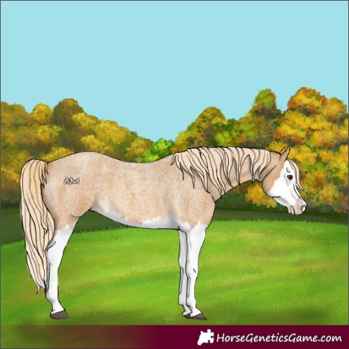 Horse Color:Palomino Roan Splash