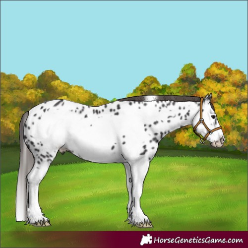 Horse Color:Smoky Black Splash Frame Appaloosa 