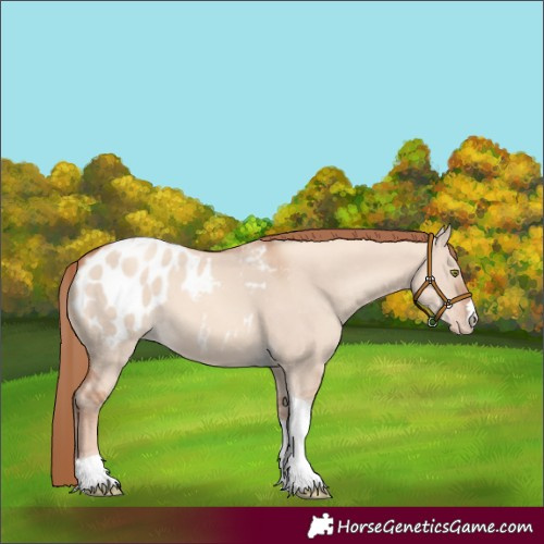 Horse Color:Gold Champagne Dun Tobiano Appaloosa 
