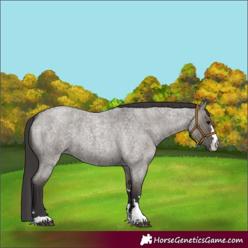 Horse Color:Smoky Grullo Roan 