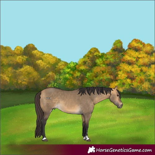 Horse Color:Buckskin Dun 