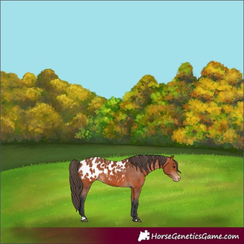 Horse Color:Bay Appaloosa 