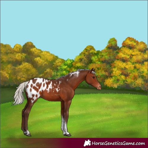 Horse Color:Silver Bay Tobiano Blanket
