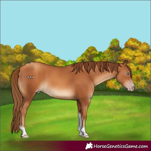 Horse Color:Gray Gold Champagne Tobiano