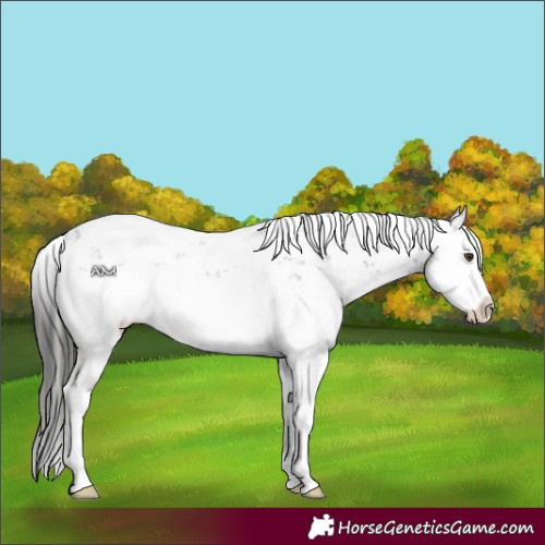 Horse Color:Liver Chestnut Sabino Splash Snowflake Varnish