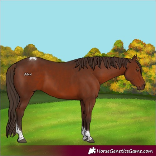 Horse Color:Liver Chestnut Tobiano