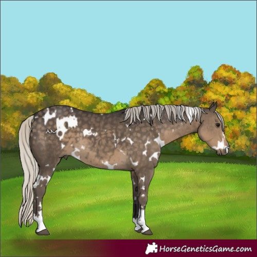 Horse Color:White Spotted Silver Smoky Black
