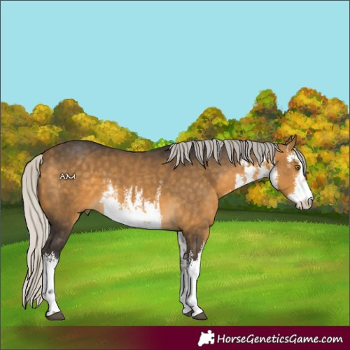Horse Color:White Spotted Silver Buckskin 