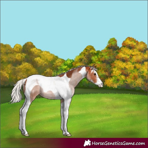 Horse Color:Silver Bay Sabino Tobiano