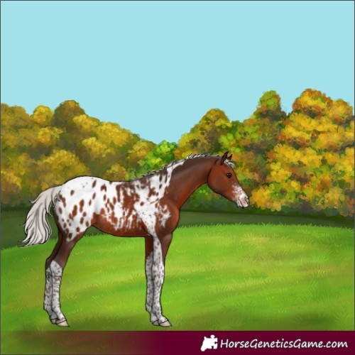 Horse Color:Silver Brown Sabino Tobiano Appaloosa Rabicano 