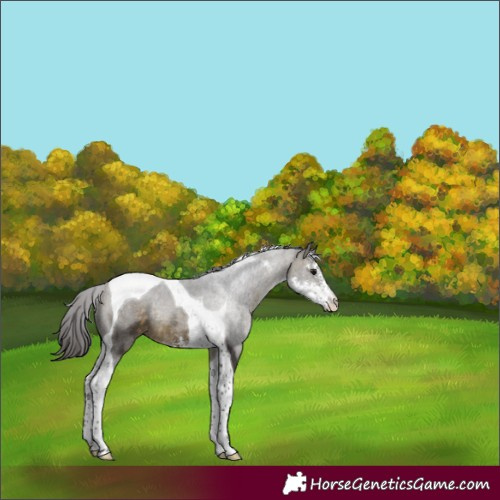 Horse Color:Buckskin Sabino Tobiano Rabicano 