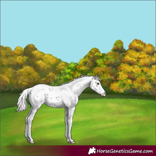 Horse Color:Silver Brown Sabino Tobiano Leopard Rabicano 
