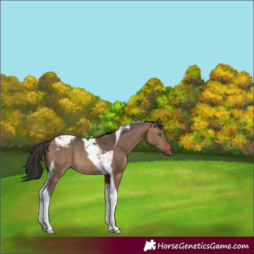 Horse Color:Bay Dun Tobiano Rabicano 