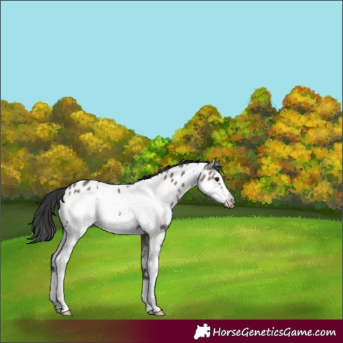 Horse Color:Brown Dun Sabino Frame Appaloosa 