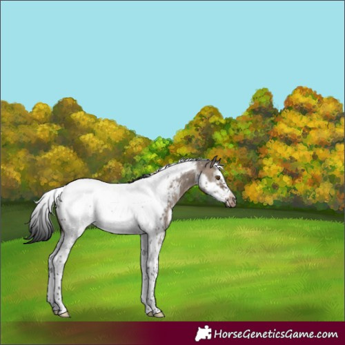 Horse Color:Brown Dun Sabino Tobiano Frame Appaloosa 