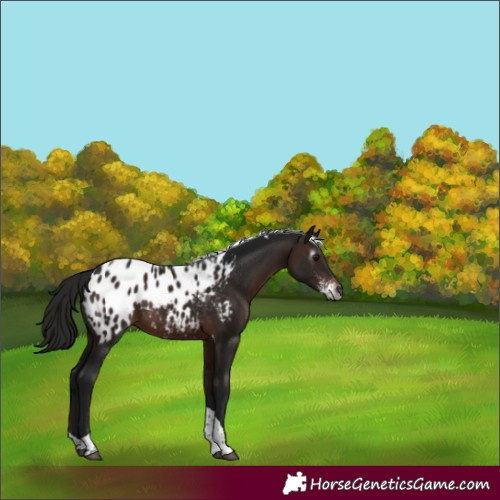 Horse Color:Gray Bay Sabino Tobiano Appaloosa Rabicano 