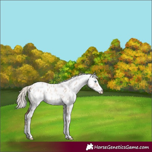 Horse Color:Silver Brown Roan Pearl Dun Sabino Appaloosa Rabicano 