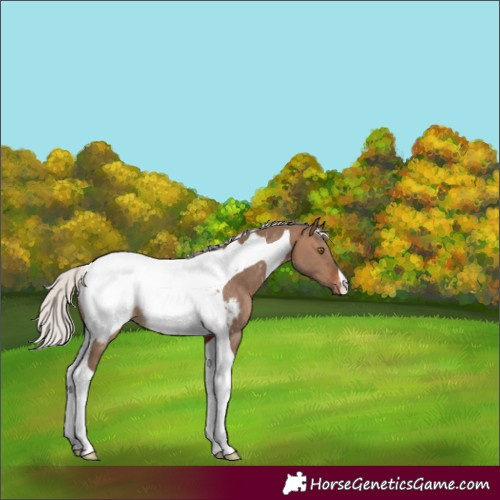 Horse Color:Silver Brown Dun Tobiano Snowcap Rabicano