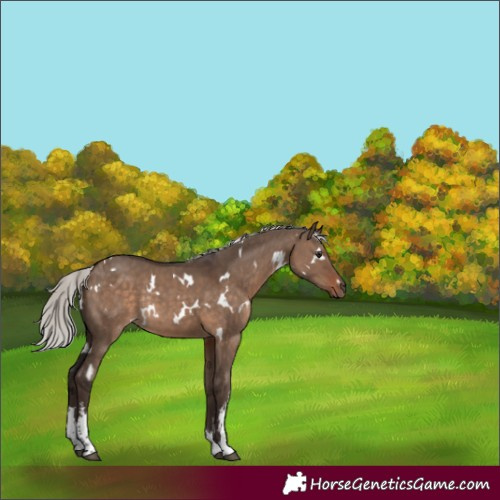 Horse Color:White Spotted Silver Brown Dun Rabicano 