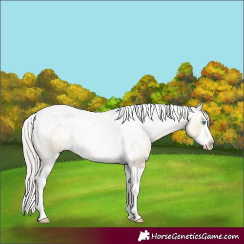 Horse Color:White Spotted Silver Buckskin Pearl Dun Tobiano 
