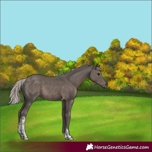 Horse Color:Silver Black Tobiano Rabicano 
