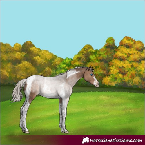 Horse Color:Silver Brown Dun Tobiano Frame Rabicano 