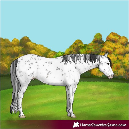 Horse Color:White Spotted Black Sabino Rabicano