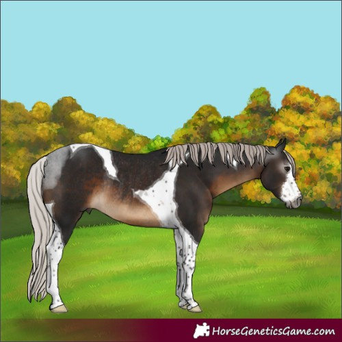 Horse Color:Gray White Spotted Silver Brown Tobiano Rabicano