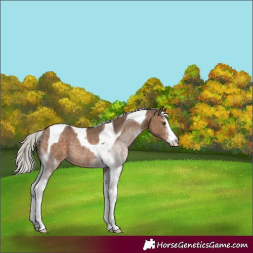 Horse Color:Silver Brown Dun Sabino Tobiano Rabicano 