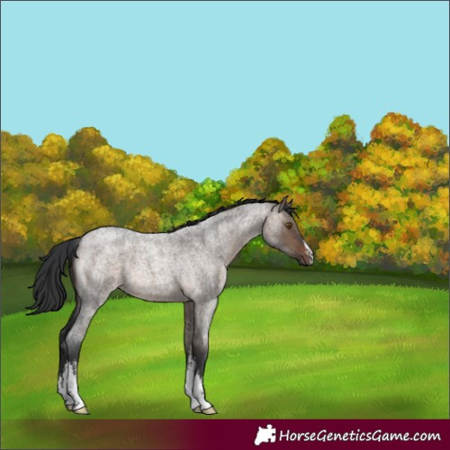 Horse Color:White Spotted Brown Roan Dun