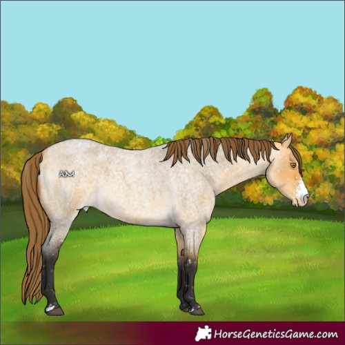 Horse Color:Buckskin Roan Dun Sabino Appaloosa