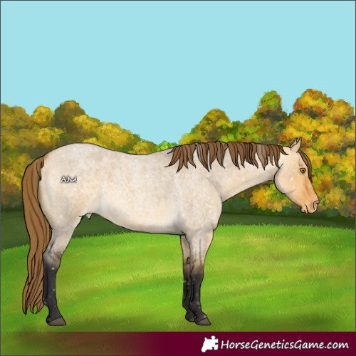 Horse Color:Buckskin Roan Dun Appaloosa Rabicano 