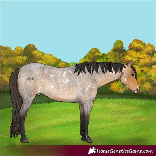 Horse Color:White Spotted Buckskin Roan 