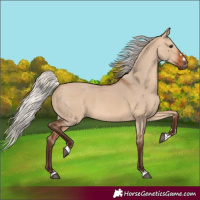 Horse Color:Silver Bay Dun