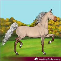 Horse Color:Silver Bay Dun 