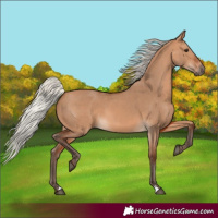 Horse Color:Silver Bay Dun