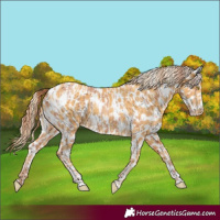 Horse Color:Gold Champagne Leopard  and Gold Cream Champagne Leopard 