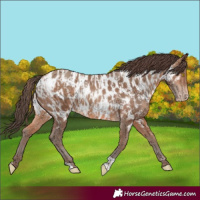 Horse Color:Amber Champagne Appaloosa  and Sable Champagne Appaloosa 