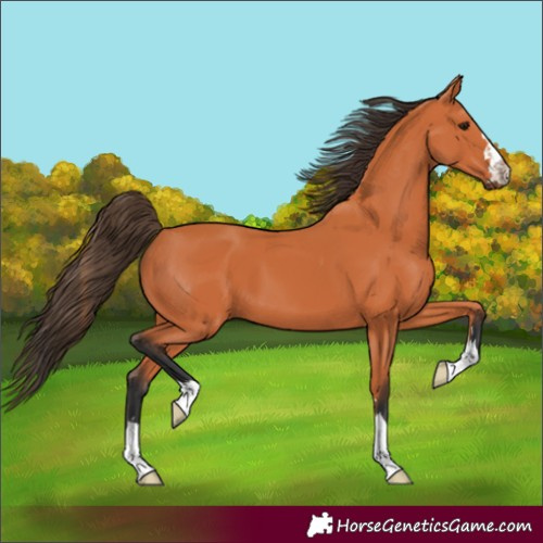 Horse Color:Bay 