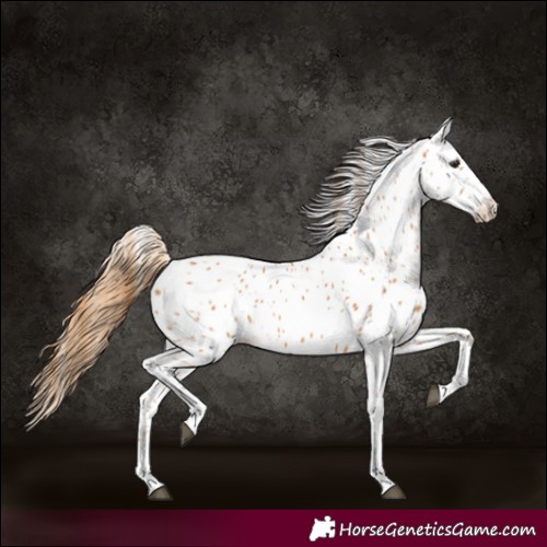 Horse Color:Chestnut Appaloosa 